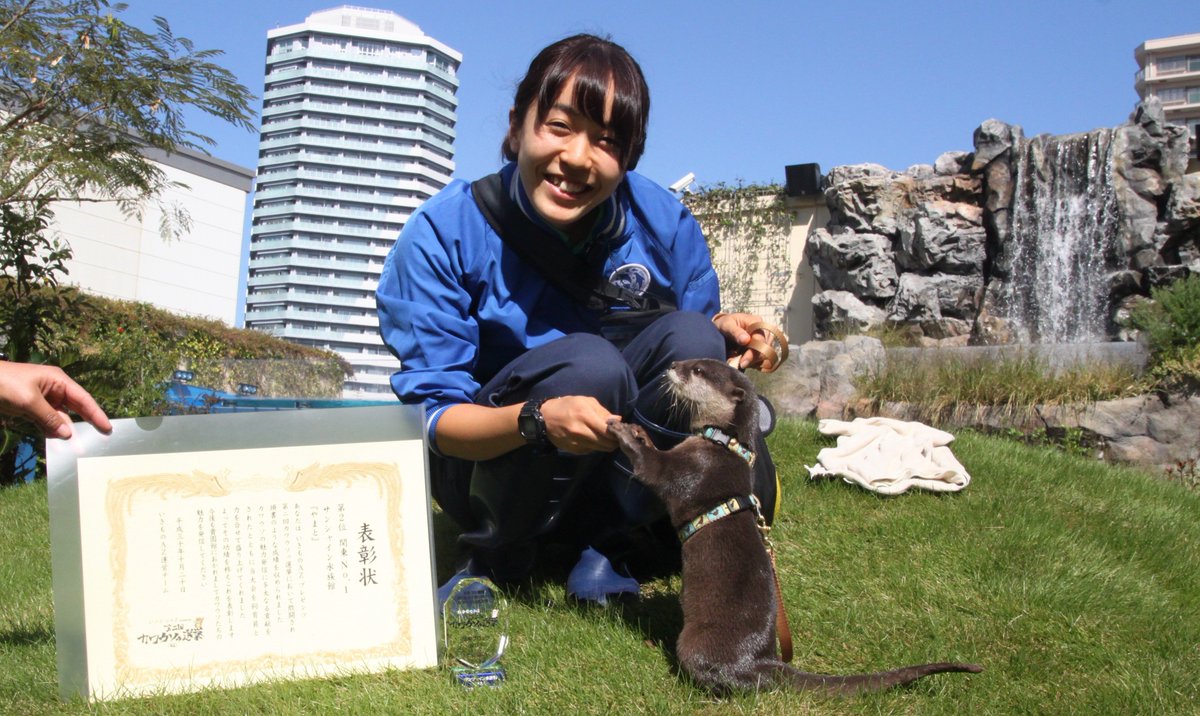 Sunshine_Aqua's tweet photo. カワウソゥ選挙の結果「やまと」は2位でした！
そして、関東ではNO.1でした。
今日は、表彰状と盾をお客様に披露しました。
改めて、サンシャイン水族館のカワウソ達への投票ありがとうございました！！

#サンシャイン水族館　#カワウソゥ選挙　#コツメカワウソ　#カワウソ　#やまと https://t.co/hIw4A1zuvq