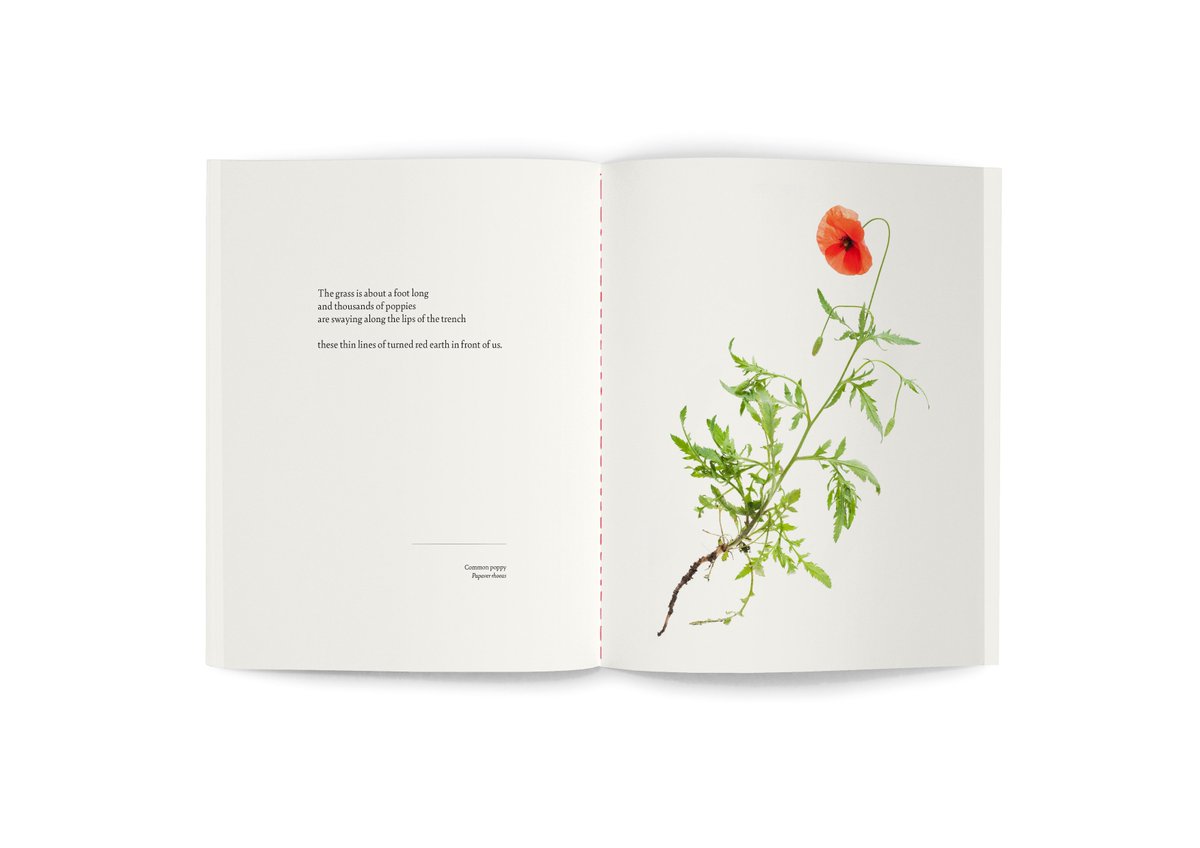 Today our bookbinders are hard at work stitching 500 spines with a line of red thread. If you missed out on the Kickstarter last week, don't worry: we're now taking orders for the remaining copies and beautiful wildflower prints at turnedredearth.com