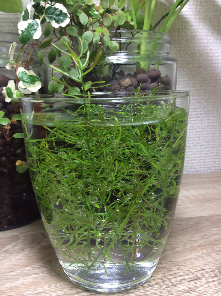 Syunkit シュンキット 1 ヒポエステス 水栽培ちゅう 根が生えてきた 2 アスパラガスも水栽培出来るのか実験中 T Co Nffz4kbfh9 Twitter Syunkit シュンキット 1 ヒポエステス 水栽培ちゅう 根が生えてきた 2 アスパラガスも水栽培出来るのか実験中 T Co Nffz4kbfh9 Twitter