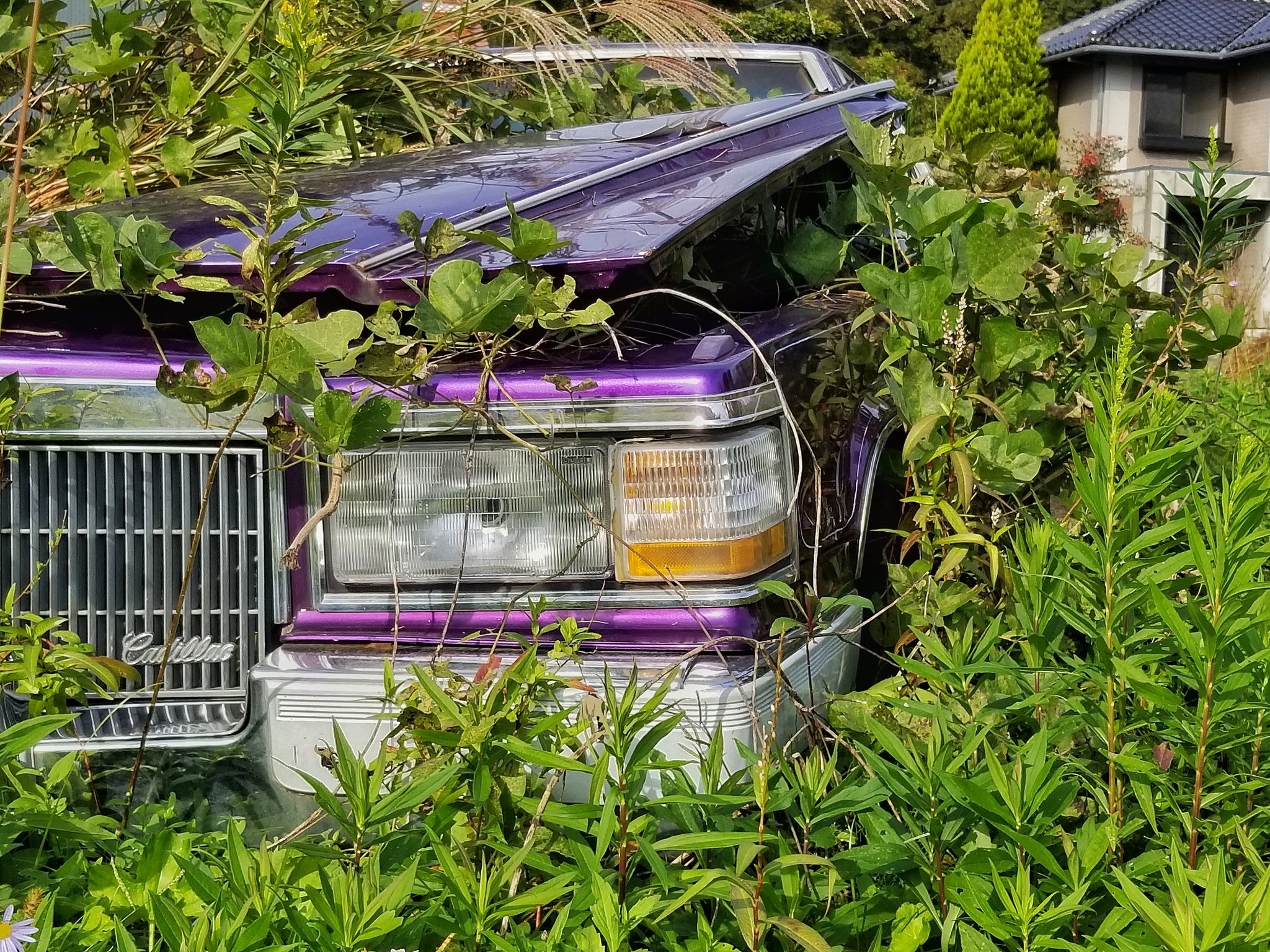 とし坊 在 Twitter 埋もれても存在感は抜群 キャデラック フリートウッド ブロアム クーペ 草ヒロ 廃車 ローライダー T Co Mfrmuglcqq Twitter とし坊 在 Twitter 埋もれても存在感は抜群 キャデラック フリートウッド ブロアム クーペ 草ヒロ 廃車 ローライダー T Co Mfrmuglcqq Twitter