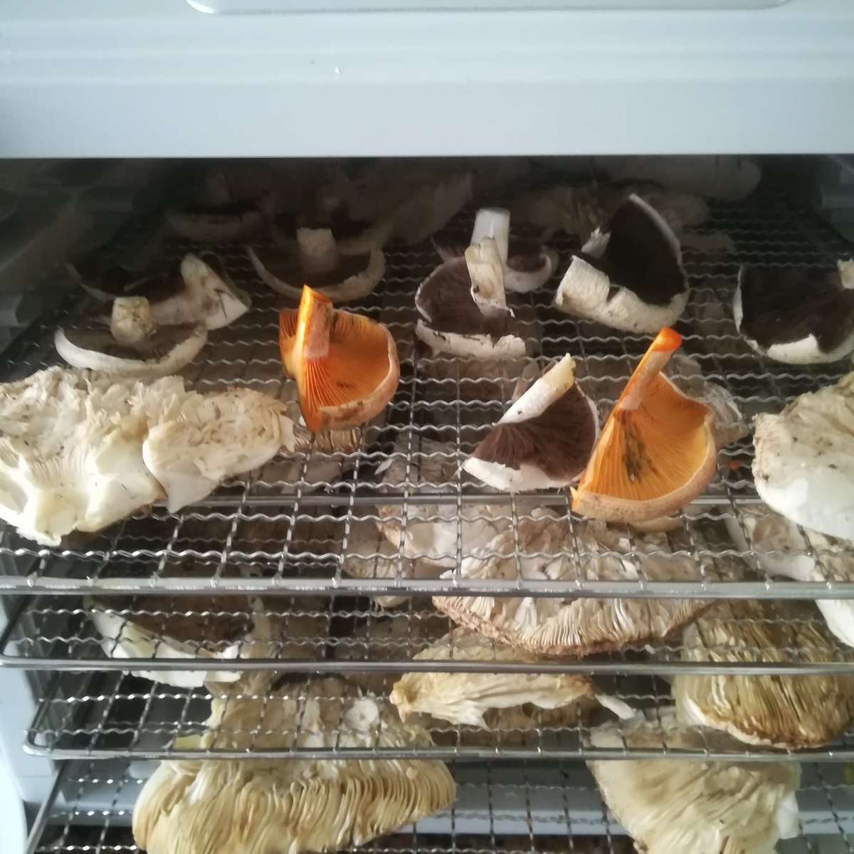 Hoy toca deshidratar <a href="/CestaySetas/">Cesta y Setas</a> @HongosdeZamora <a href="/CurtidoresdeHon/">Curtidores de Hongos</a> <a href="/niscalos/">Niscalos.es</a> <a href="/BoletusGourmet/">Boletus Gourmet</a> <a href="/BoletusEdulis3/">Boletus Edulis</a> <a href="/boletusedulis/">Boletus</a>