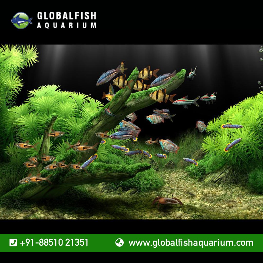 Скринсейвер Dream Aquarium