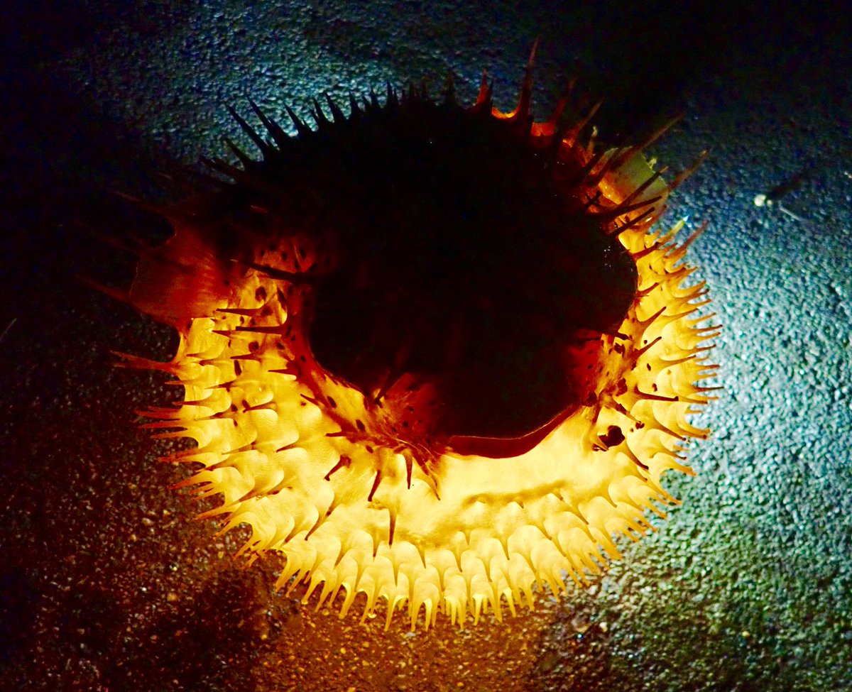 怒ったハリセンボンやネズミフグをledライトで照らすと 体内に高エネルギー体を蓄積して云々 みたいなビジュアルになる Togetter 怒ったハリセンボンやネズミフグをledライトで照らすと 体内に高エネルギー体を蓄積して云々 みたいなビジュアルになる Togetter