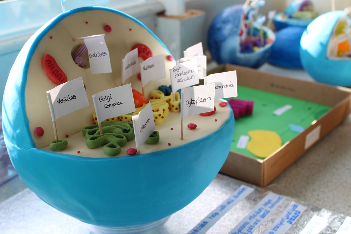 sirjohnlawes's tweet photo. Year 7 were tasked to produce for homework a "3D Cell Model". The results were spectacular, for more photos https://t.co/XnZquKfNwc @SJLScience #cellmodelling #3dmodel https://t.co/RgqWmGO2gr
