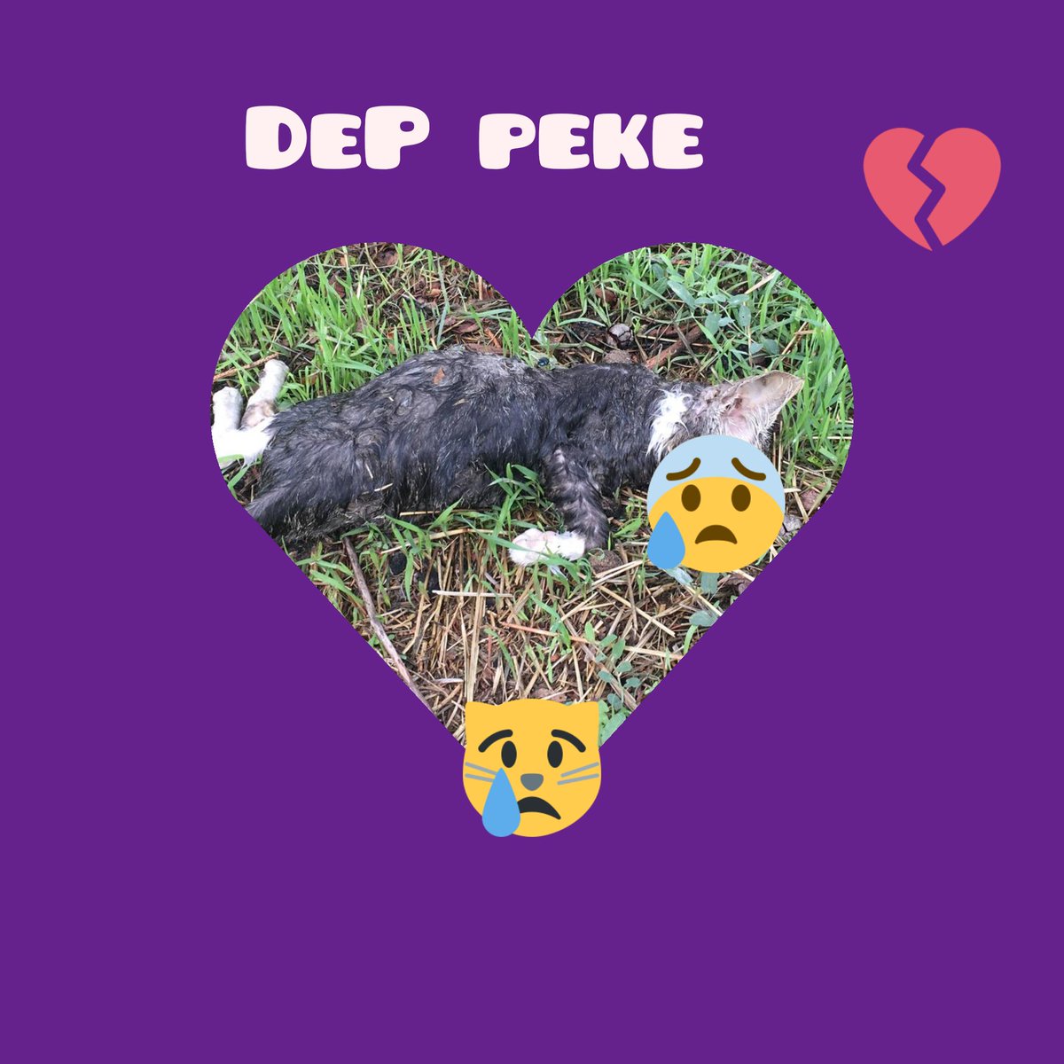 Otro más, atropellado, que ha cruzado el puente del arco iris... DEP peke