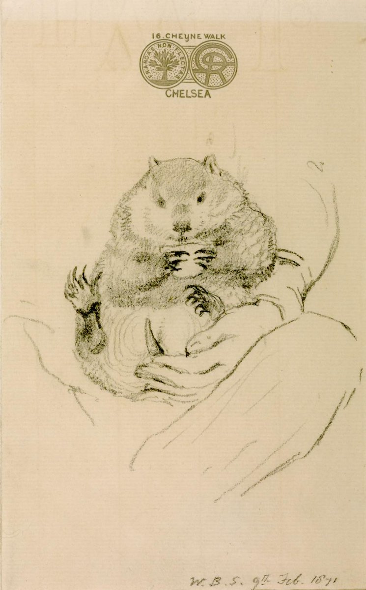 AnneLouiseAvery's tweet image. Dante Gabriel Rossetti was obsessed with wombats, writing them encomia &amp;amp; painting them lovingly. He bought 2 for £8, naming 1 after William Morris, his rival in love &amp;amp; was heartbroken when they died."The Wombat" he declared, "is a Joy, a Triumph, a Delight, a Madness!" #wombatday