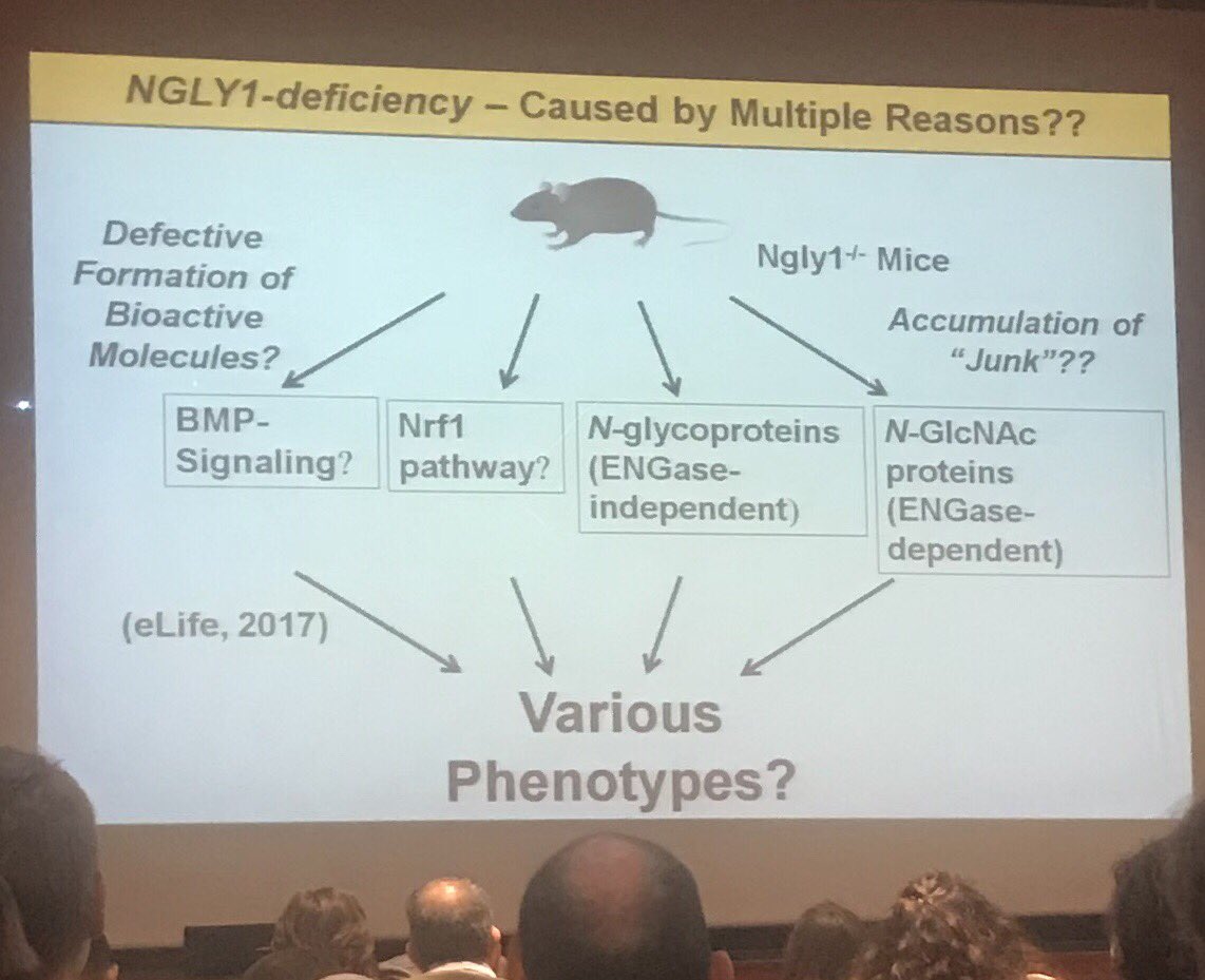 AvezovL's tweet photo. Tadashi Suzuki #EMBOerfunction unravels long standing mysteries of the ER-originating N-glycans’ fate in cytoplasms https://t.co/8y8QqbyNAZ