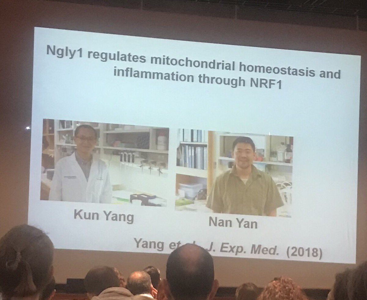 AvezovL's tweet photo. Tadashi Suzuki #EMBOerfunction unravels long standing mysteries of the ER-originating N-glycans’ fate in cytoplasms https://t.co/8y8QqbyNAZ
