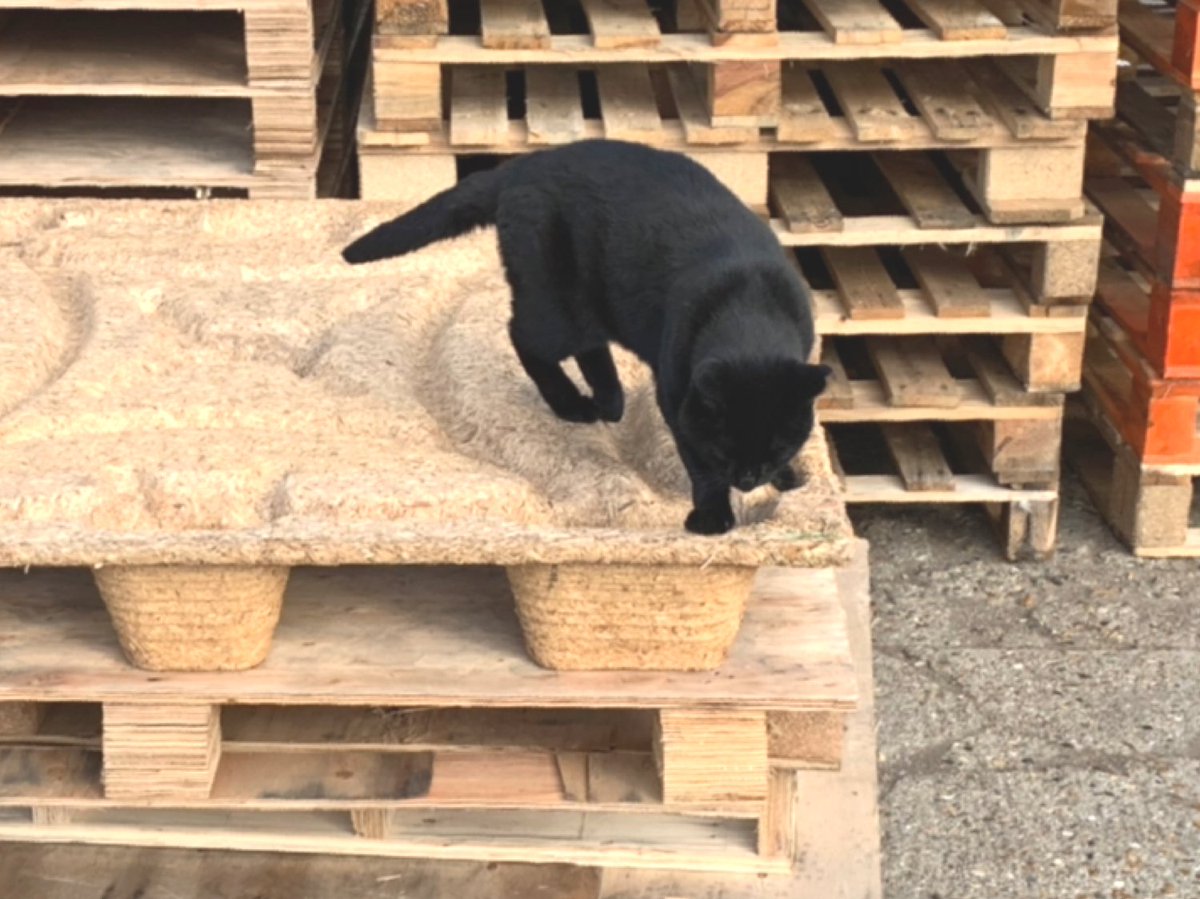 Bob’s helping with Monday morning #pallet #recycling here at Anglia Pallets. Let us help you with your pallets and wood #wastemanagement.