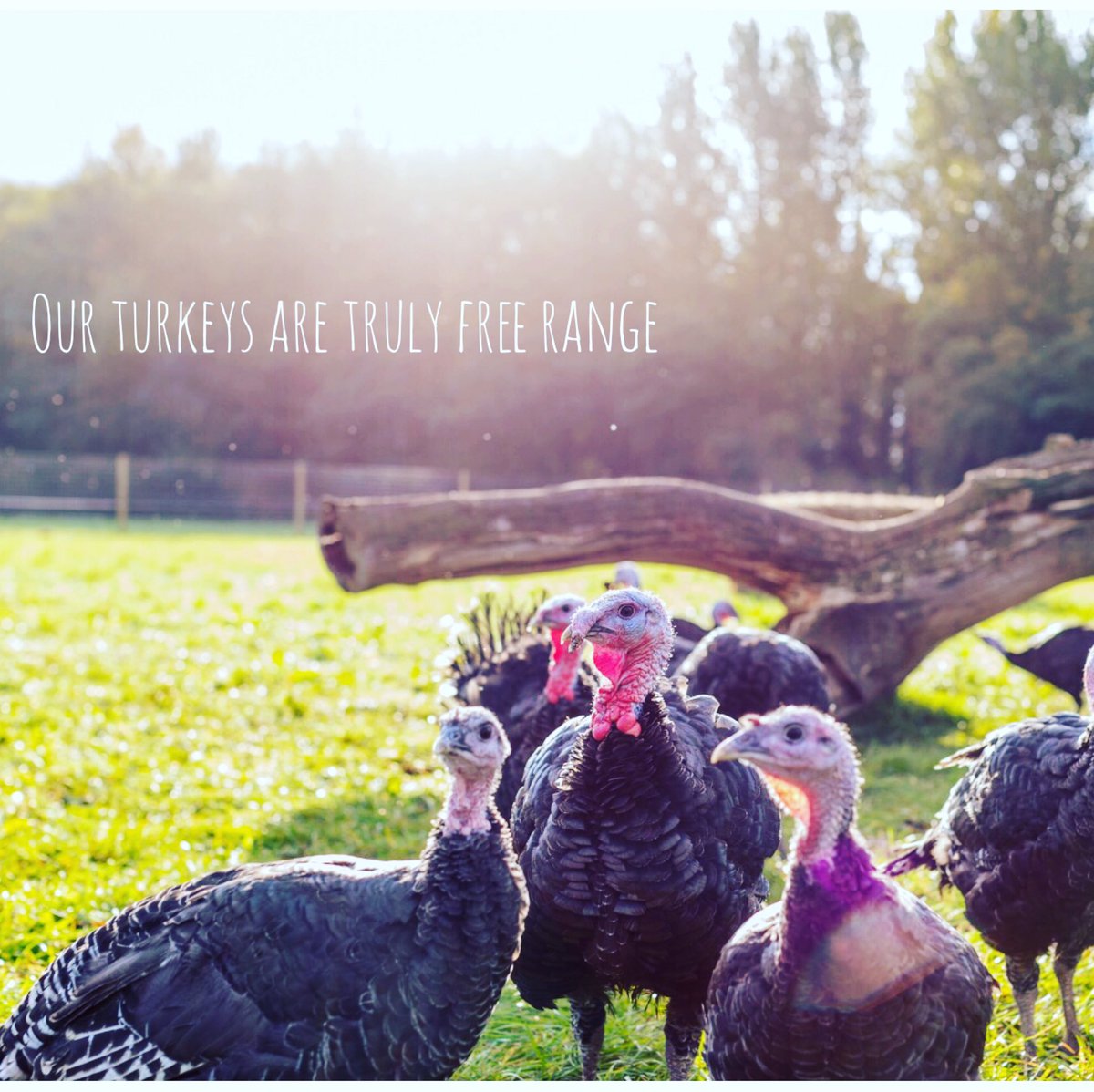 PackingtonFreeRange tweet media