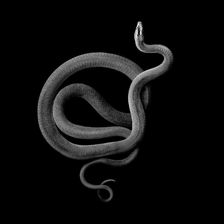 archillect's tweet image. 