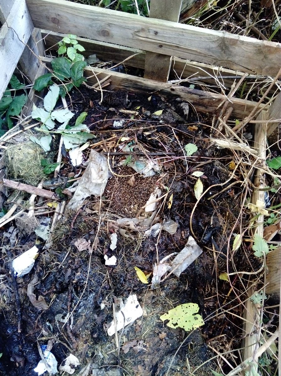 wallyhallpark's tweet photo. RT Please check yr compost heaps for hibernating hedgehogs we found this little 1 2day @Bootle_A_G @awharnc1 @lpoolcouncil @FOEP10 https://t.co/jKu3rGHo7F