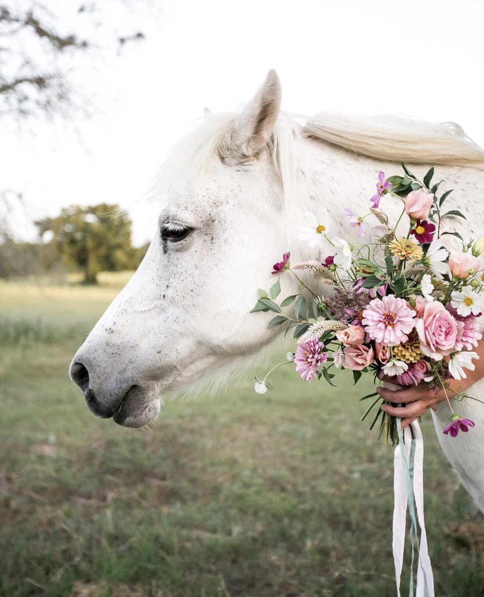 A beautiful horse &amp; gorgeous flowers make for a fairytale scenario! ✨💐 Plus all kinds of unicorn vibes! 🦄 #AmericanGrown 📷: <a href="/tincupfarm/">TinCupFarm</a>
