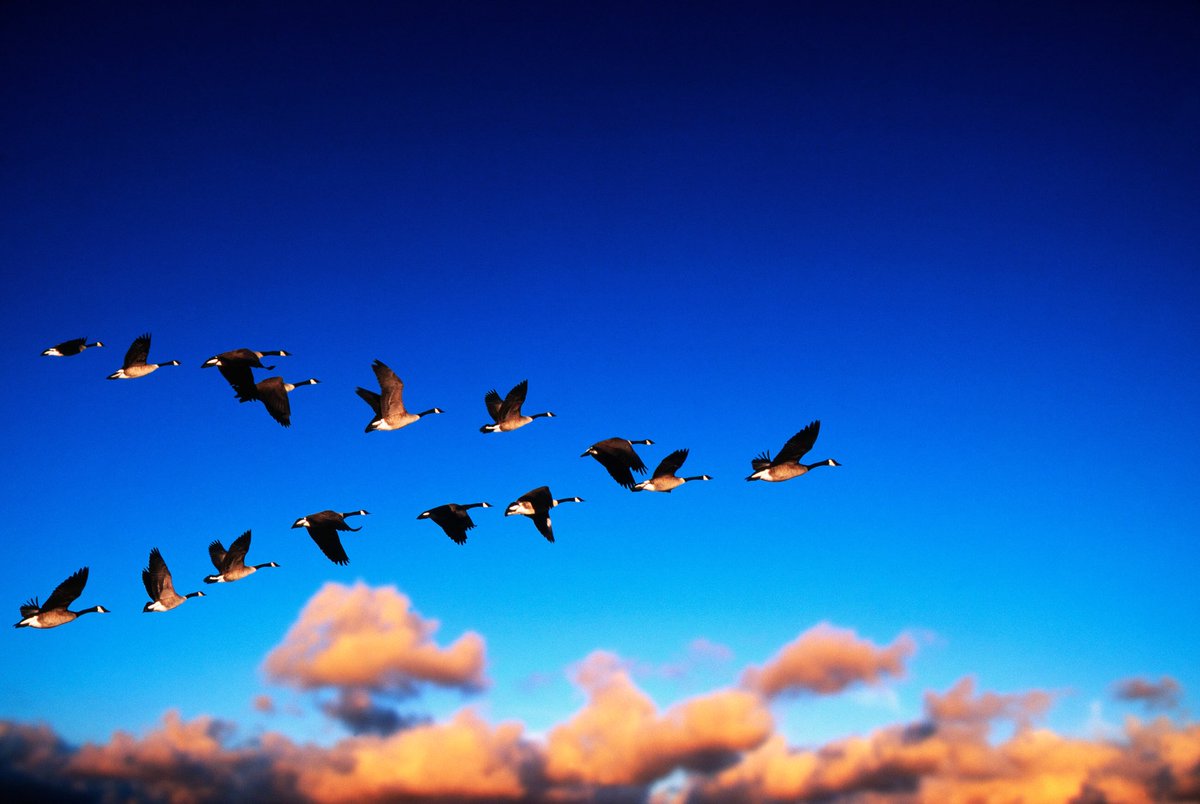 These geese know to fly together in this particular formation as it makes flight easier for the entire group.

Let us not be divided, let us help each other out. Let us not tire, trekking this journey individually, let us fly together, United, so that we may each reach our goals.