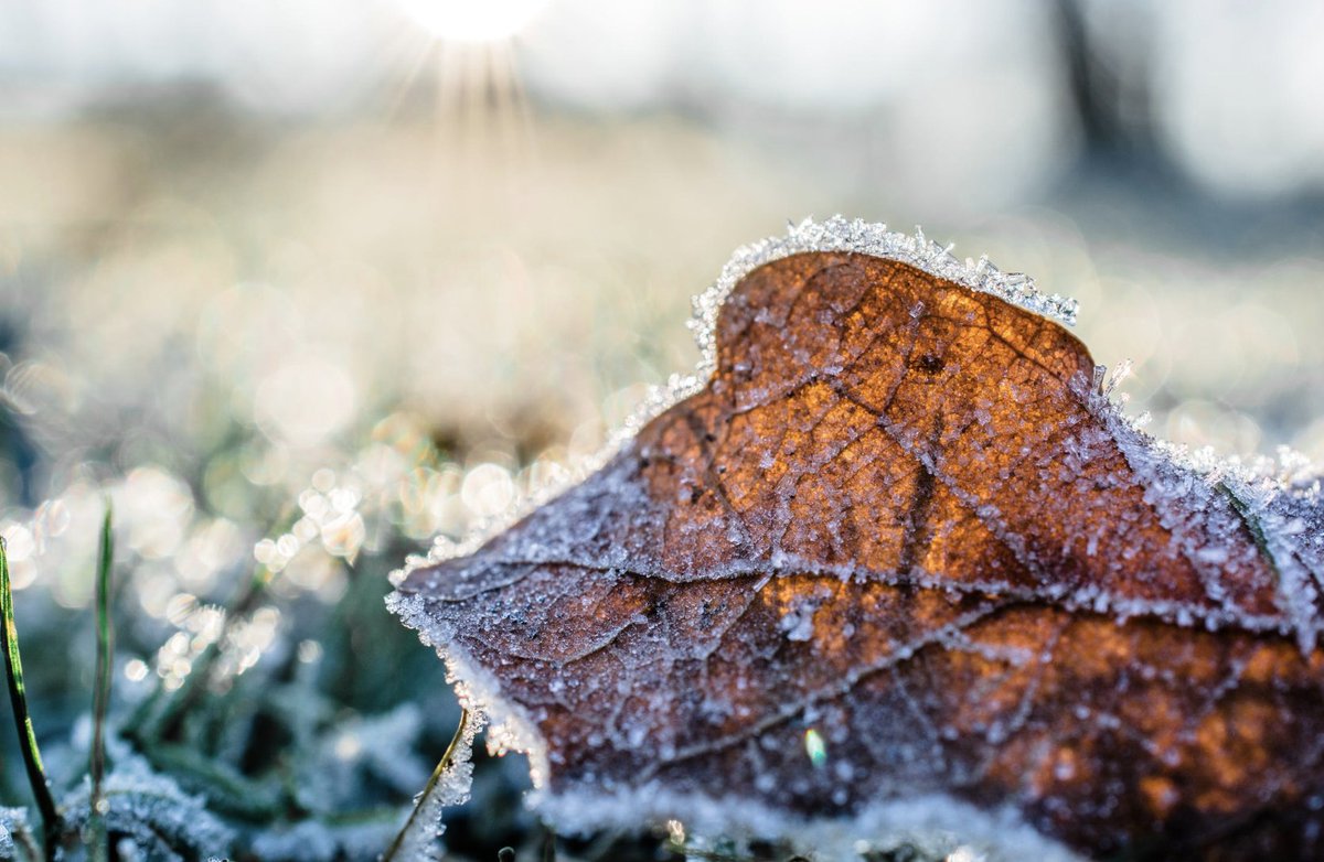 LebTurf's tweet image. Landscape tip #4: Inspect the property before the first snowfall. Make sure all plant structures can clearly be seen and allow for a thorough inspection for disease or pests. #falllandscape #landscapetips