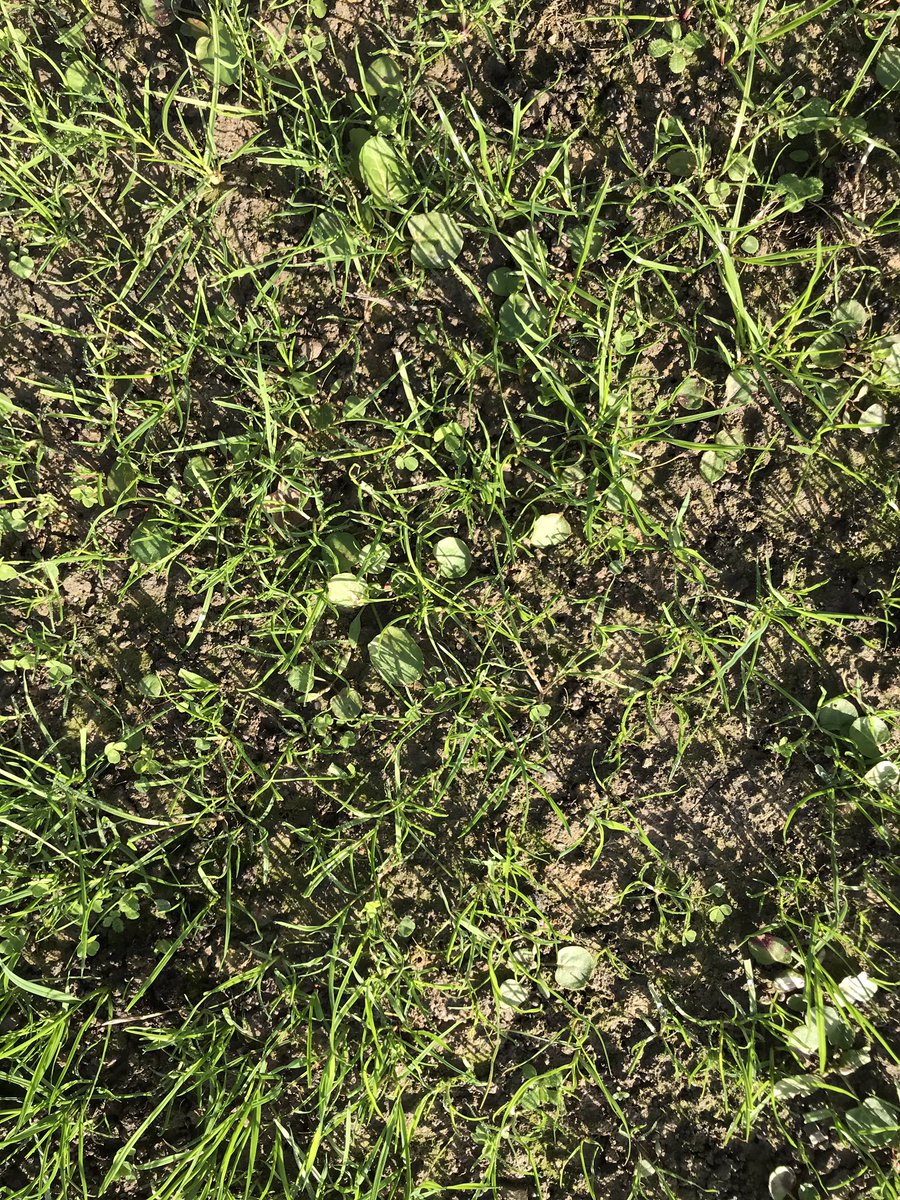 Agronomysilvers's tweet photo. Checking on the trial site for @NufarmUK @BrentGibbon today ready for application of herbicide tomorrow @AgriiWest #trials #grassland #cloversafe https://t.co/dTgf4WvErF