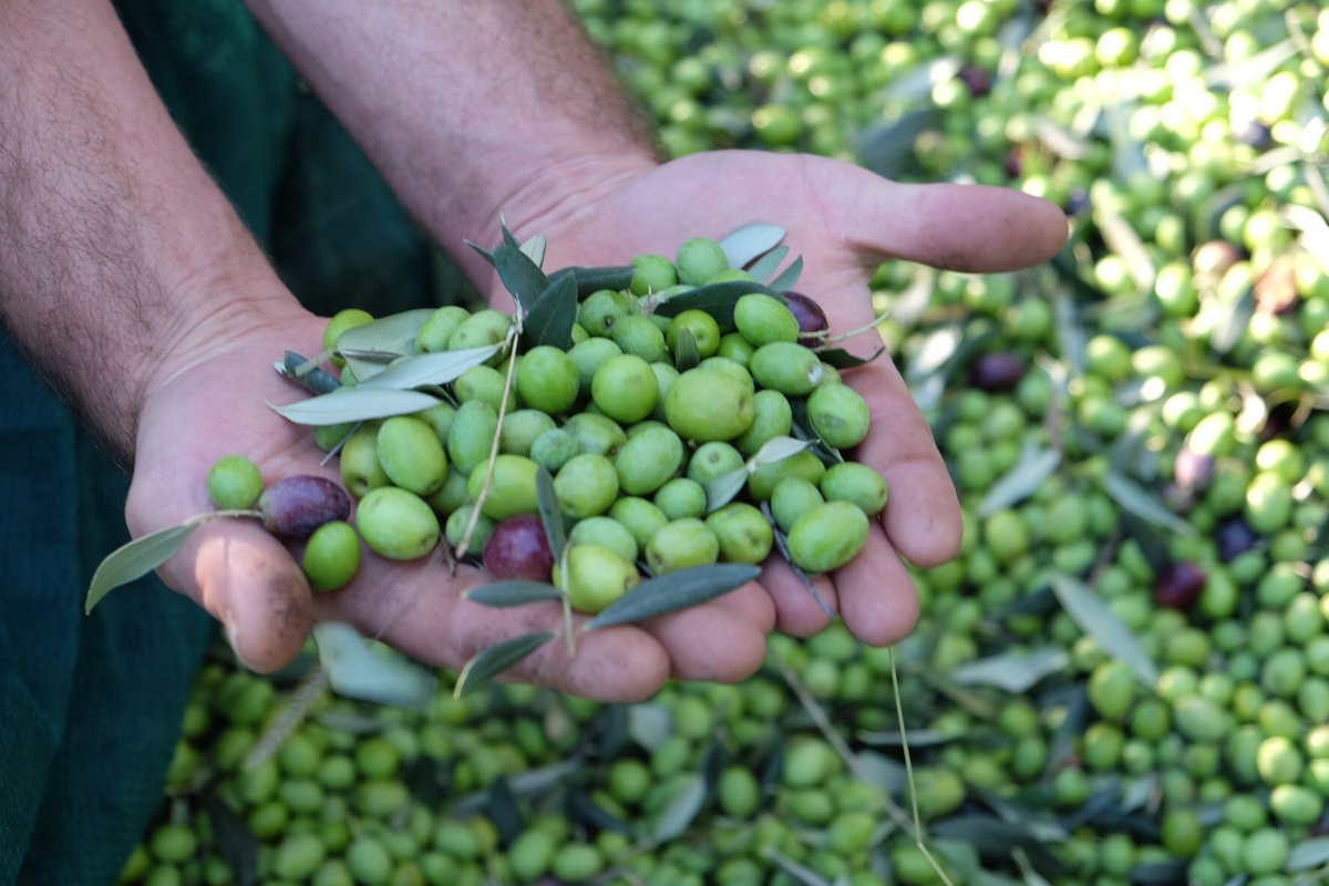 Simcic1860's tweet photo. Olive harvest...Looks like another great vintage!
#simcic #marjansimcic #olives #slovenia #brda https://t.co/V1PoQVjppr