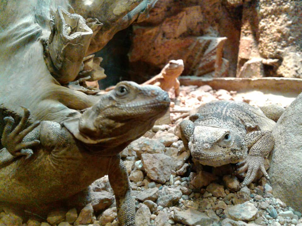 SteveSchuler20's tweet photo. Lizards @IndianapolisZoo
#downtownindy #Composition #capture #art #artist #photog #photogs #photographer #photo #photos #photograph #photography #photographyart #photographyislife #photochallenge #foto #pic #pics #picture #pictures https://t.co/YHT2m8NVXf