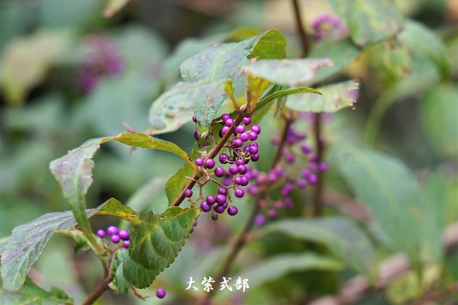 Satoko Y On Twitter オオムラサキシキブ 林の中に偶然見つけた野生の大紫式部 琉球に多くみられ 葉が分厚くて花 も一回り大きいそうです 花の時期を見逃しました コムラサキは果実が美しいので栽培され よく見かけることがあります