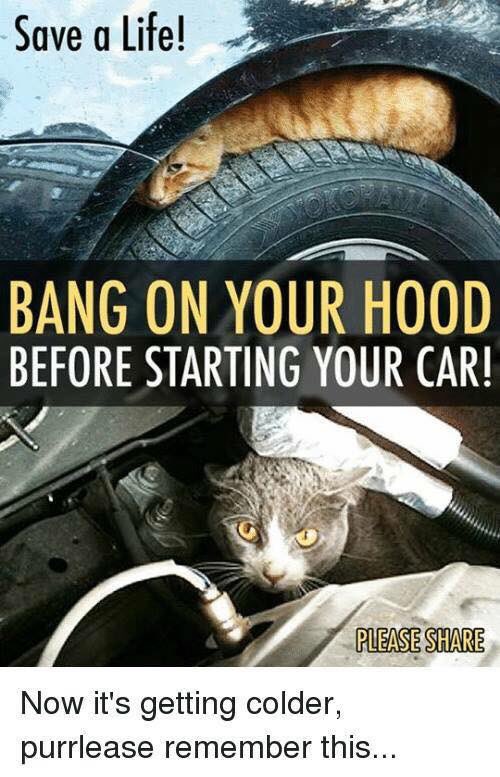 Mollyswheels's tweet photo. Winter is here so we would like to remind everyone to check tires and engines before starting you vehicles ( or pound on the hood to give a warning). We also want to remind you to check  BRUCH PILES before burning them. Kitties, rabbits and other wildlife take shelter in them. https://t.co/v0Be2ZvgHH