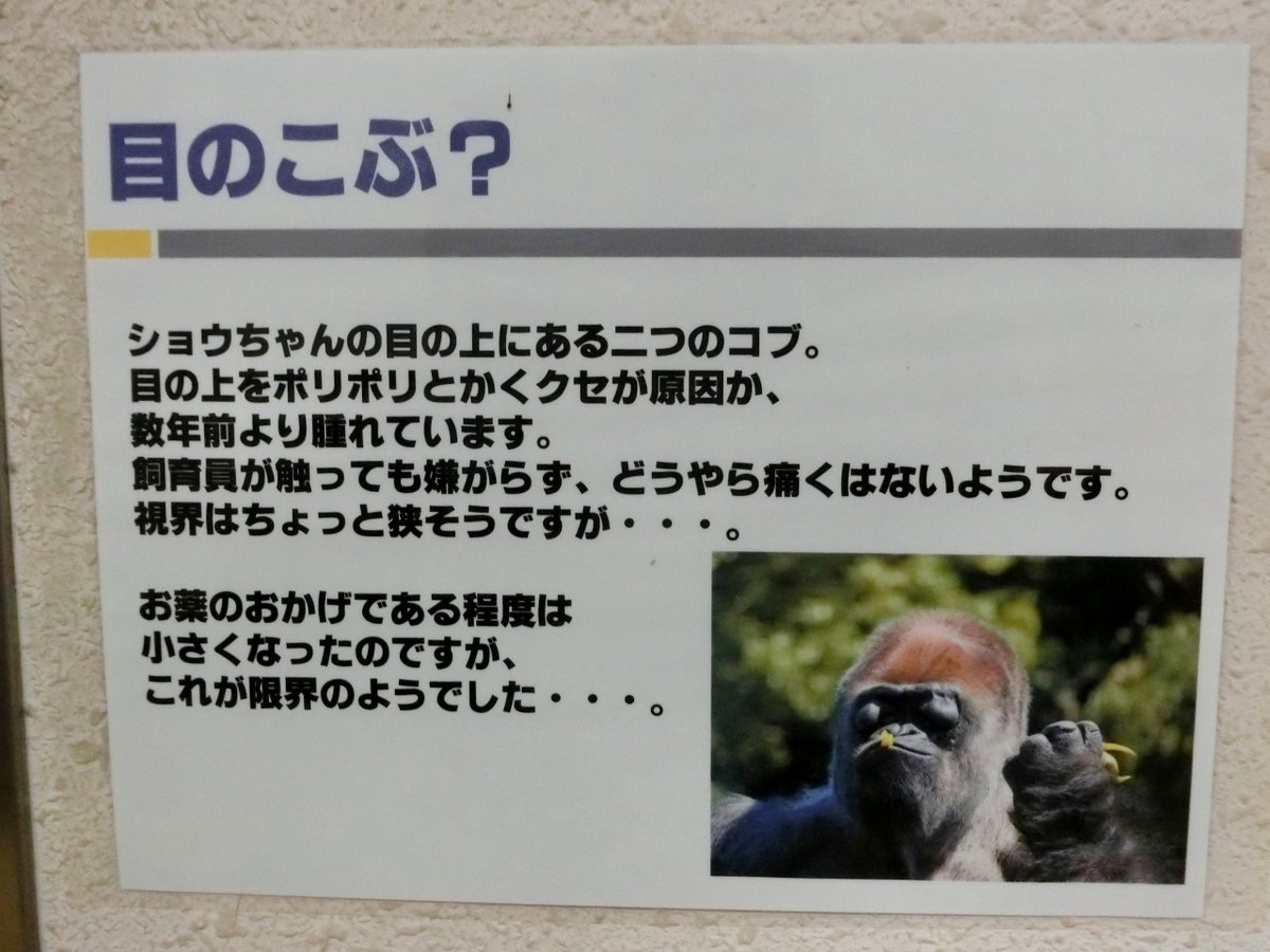 ゴリラGOページ 0603125018_5ed71dfad4e1c.jpg