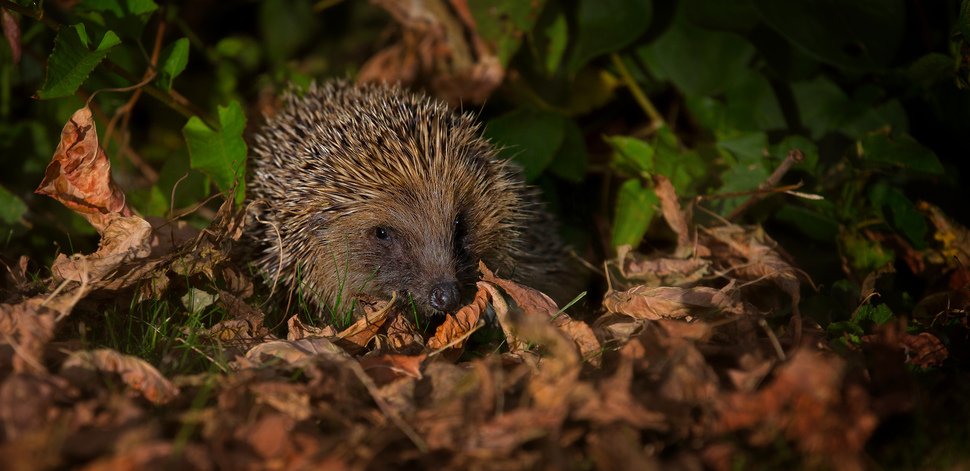 'Please share and remember me this bonfire night!'

Please remember to check bonfires thoroughly before lighting as our hedgehog friends like to sleep in them!

Pic by Jon Hawkins
#rememberhedgehogs 
#bonfires