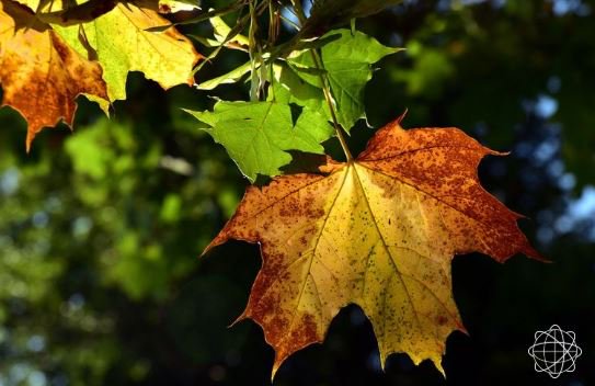 клён давида. крисма сент клен. клен ложноплатановый лист. раскудрявый клен. клен крупнолистный.