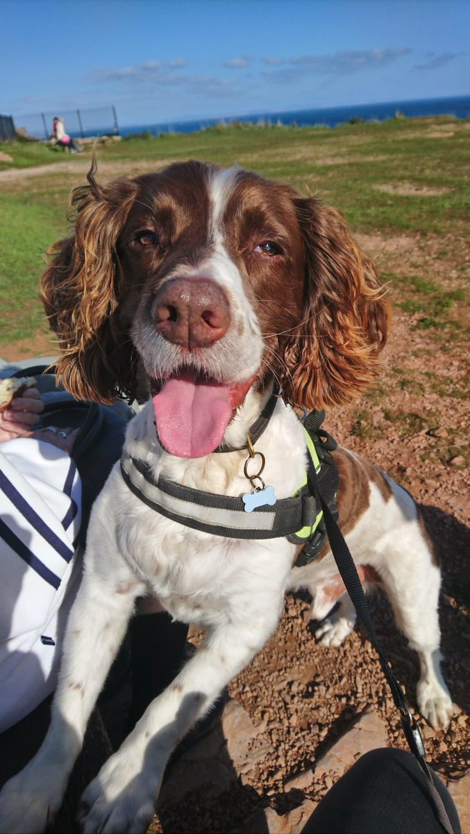 RPD_Charlie's tweet photo. Charlie at Berry Head..having a great time!!..what a lush autumnal day!! https://t.co/fyPls0per3