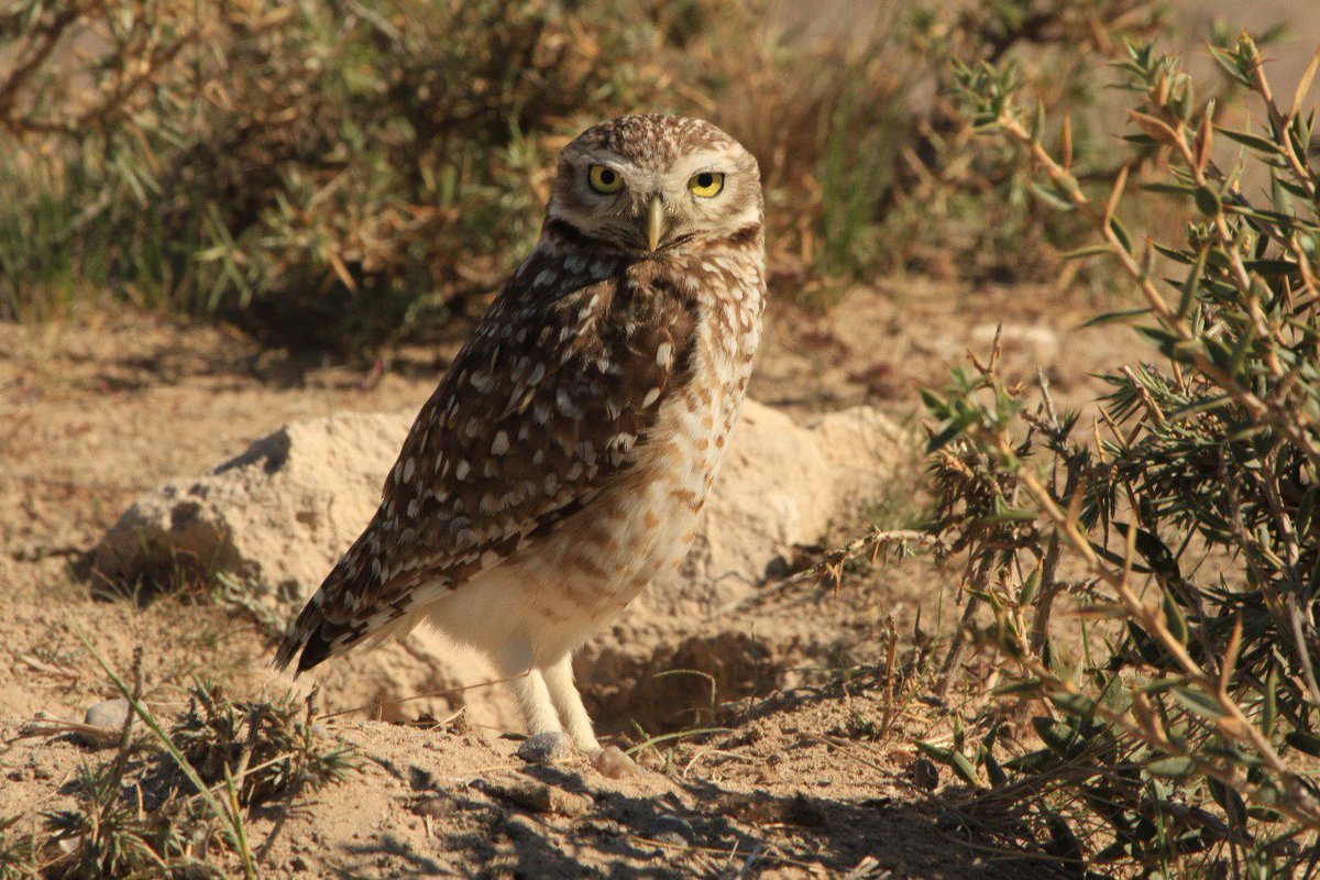 La Peninsula y sus animales te cautivan a cada instante.
📷  Romina Bottazzi
#peninsulavaldes #chubut #NaturalezaSinLímites #Argentina #Patagonia #turismo #viajes #descanso