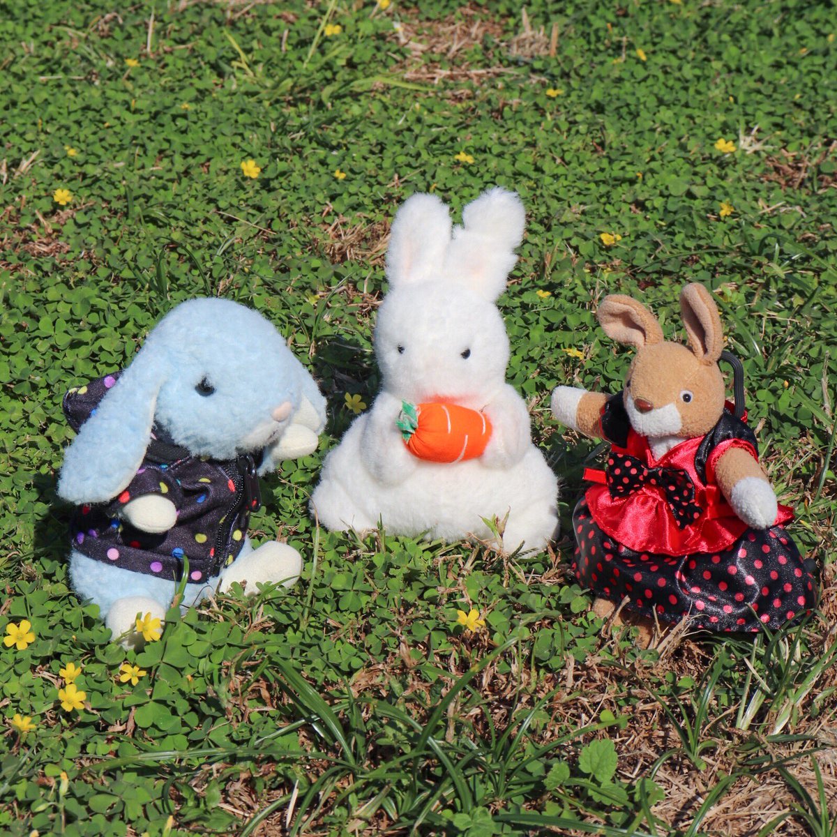 うさぎのぬいぐるみわーるど うさぎうさぎ ぬいぐるみ ぬいぐるみ大好き うさぎ うさぎのぬいぐるみ ウサギ ぬいどり ぬい撮り コスモス 秋桜 にんじんうさぎ スターチャイルド Starchild セキグチ サンレモン Sunlemon ピクニック うさぎのぬいぐるみわーるど うさぎうさぎ ぬいぐるみ ぬいぐるみ大好き うさぎ うさぎのぬいぐるみ ウサギ ぬいどり ぬい撮り コスモス 秋桜 にんじんうさぎ スターチャイルド Starchild セキグチ サンレモン Sunlemon ピクニック
