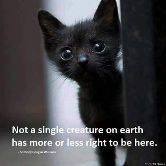 ShionReira's tweet photo. @PETAUK ๐น๐พblack cat are good luck๐บ๐พ๐น
#HelpAndProtectAllLife #SpeakForAnimals https://t.co/uEs4LMbO3C