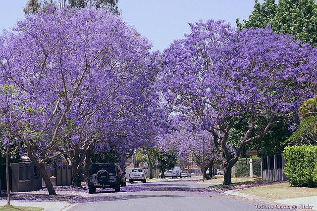 Un très beau #lundifleuri depuis l'Australie, où le printemps s'installe doucement ! 🌸🇦🇺
#Australia #spring #flowerpower