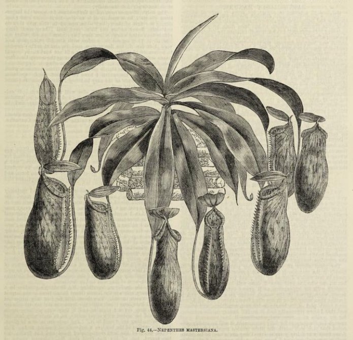 #BotanicMonday: Pitcher plants (Nepenthes x mastersiana). #SciArt from The Journal of Horticulture, Cottage Gardener, and Home Farmer, Ser. 3 Vol. 5 (1882), edited by Robert Hogg. Contributed in #BHLib by the @Kew_LAA of <a href="/kewgardens/">KewGardens</a>: s.si.edu/2AlSPLQ