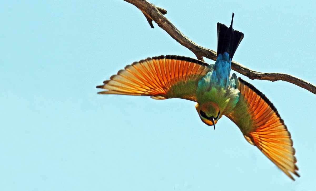 A rainbow bee-eater takes flight south of Bowmans. @BirdlifeOz @abcadelaide @ABCaustralia @OutbackEco @ausgeo #SouthAustralia #birdphotography #rainbowbeeeater #NotAParrot #wildlifephotography