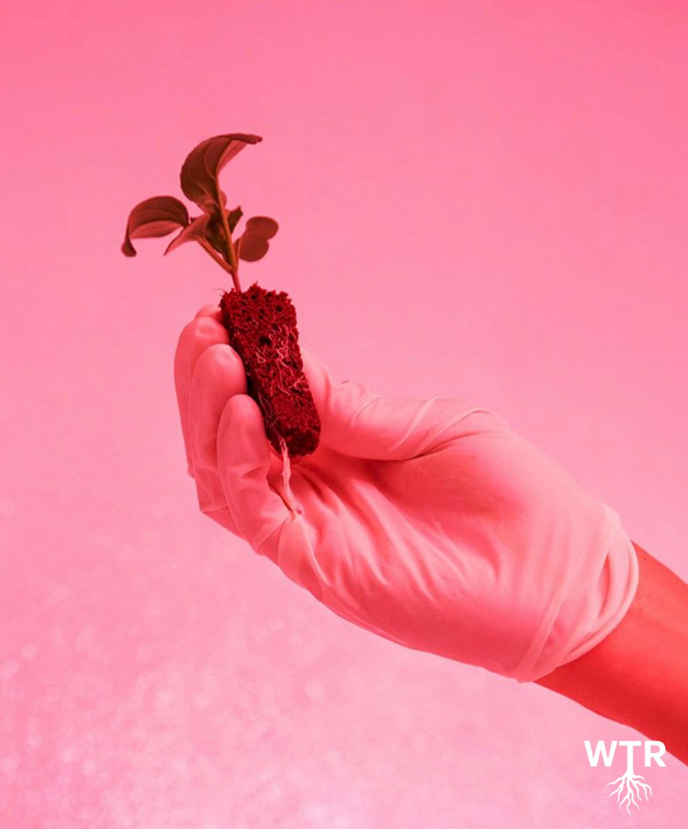 We The Roots tweet media