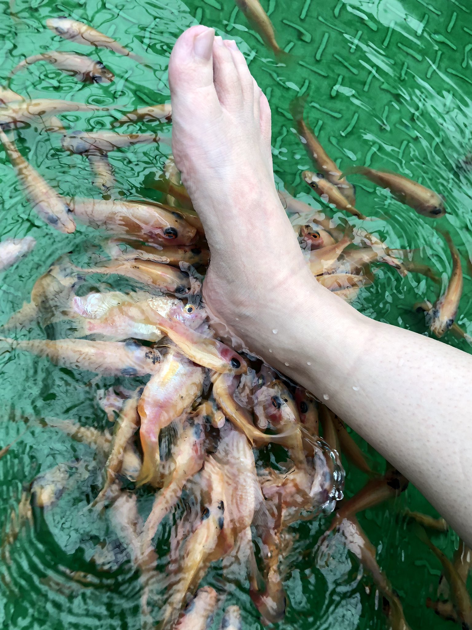 あかりや 掛川の花鳥園は良いぞ 肩にビシバシ乗ってくるメチャ可愛な鳥 手乗り膝のりで写真が撮れて飼育員さんの詳しい解説もあり 餌は与えられる制限無いので買い放題貢ぎ放題 と沢山推しポイントあるけど 個人的にでかすぎるドクターフィッシュを