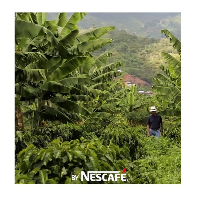 #DidYouKnow #Nescafé developed a special coffee tree for Mexican farmers, to combat ageing trees? #GrownRespectfully #WithRespectWeAllGrow #NescaféPlan bit.ly/2ywZ5zb #WeAreNestlé