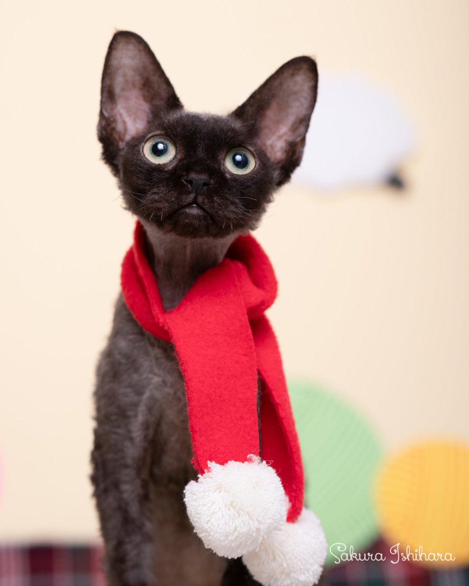 訳あり商品 デボンレックス猫リングエメラルド シルバー 素材 Www Comisariatolosandes Com