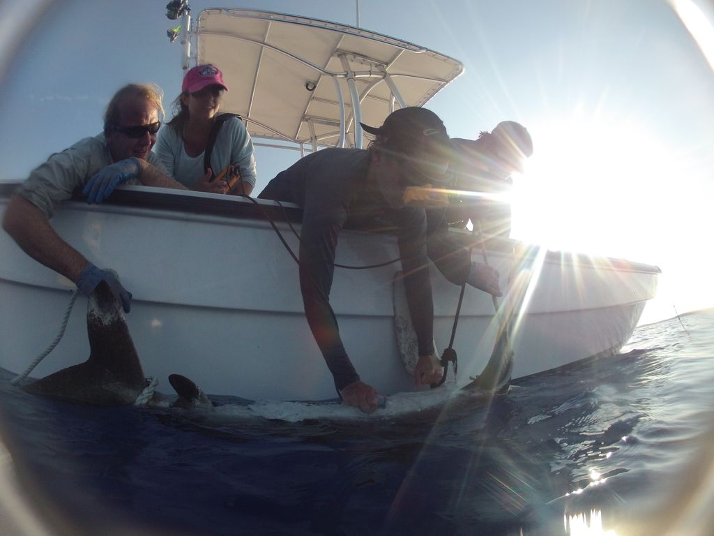 MooreCharitable's tweet photo. Protecting #sharks? You bet. Weβve been collaborating, planning, tagging, measuring, sampling, photographing, writing, publishing, talking, educating, advocating, advising & changing policies & regulations for years - thanks to our partners. #mooresharks https://t.co/USvUI3Lnzo https://t.co/Su0lj1ufCG