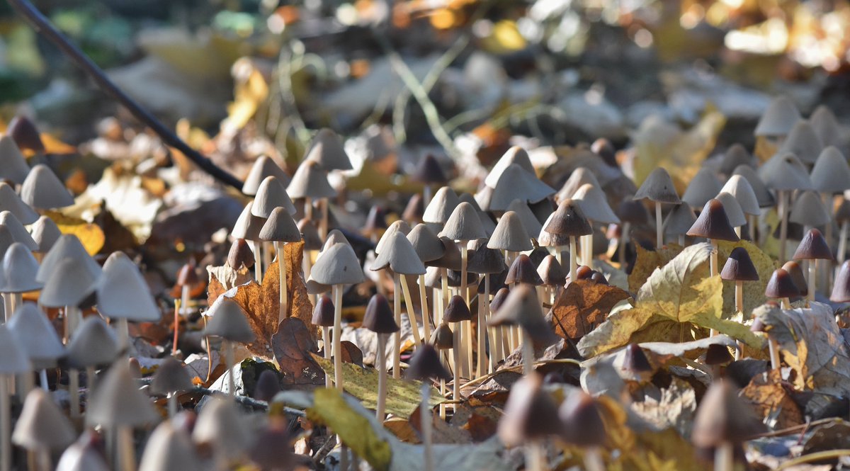 A few #Autumn #fungi shots from around @EastonOtley on #SundayMorning @UK_NaturePhotos @NatureUK @thewildoutside