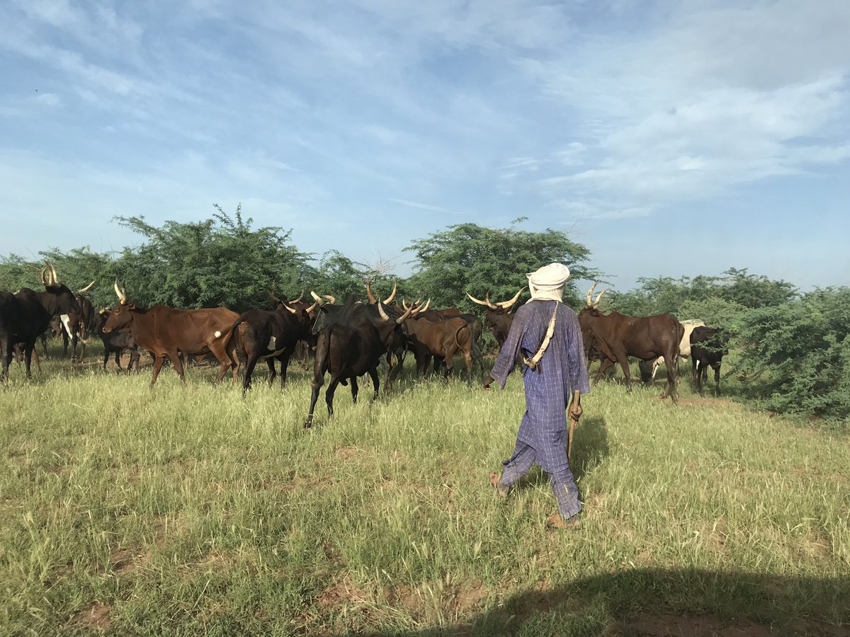 SpiritAmerica's tweet photo. The annual Cure Salée Festival in #Niger provides Spirit of America and US forces with the opportunity to interact with nomadic tribes from all over the Sahel region. Here are some photos from this year's festival. #SoA #CureSalee

https://t.co/7bgO6HN6N7 https://t.co/hQV5gaXPqD