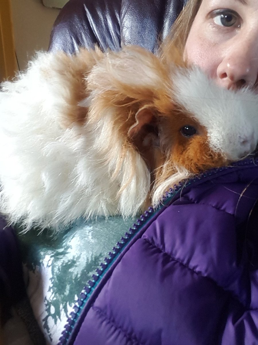 michbro85's tweet photo. Yeay! Mummies home! #guineapig #cavy https://t.co/8E38N33Nxk