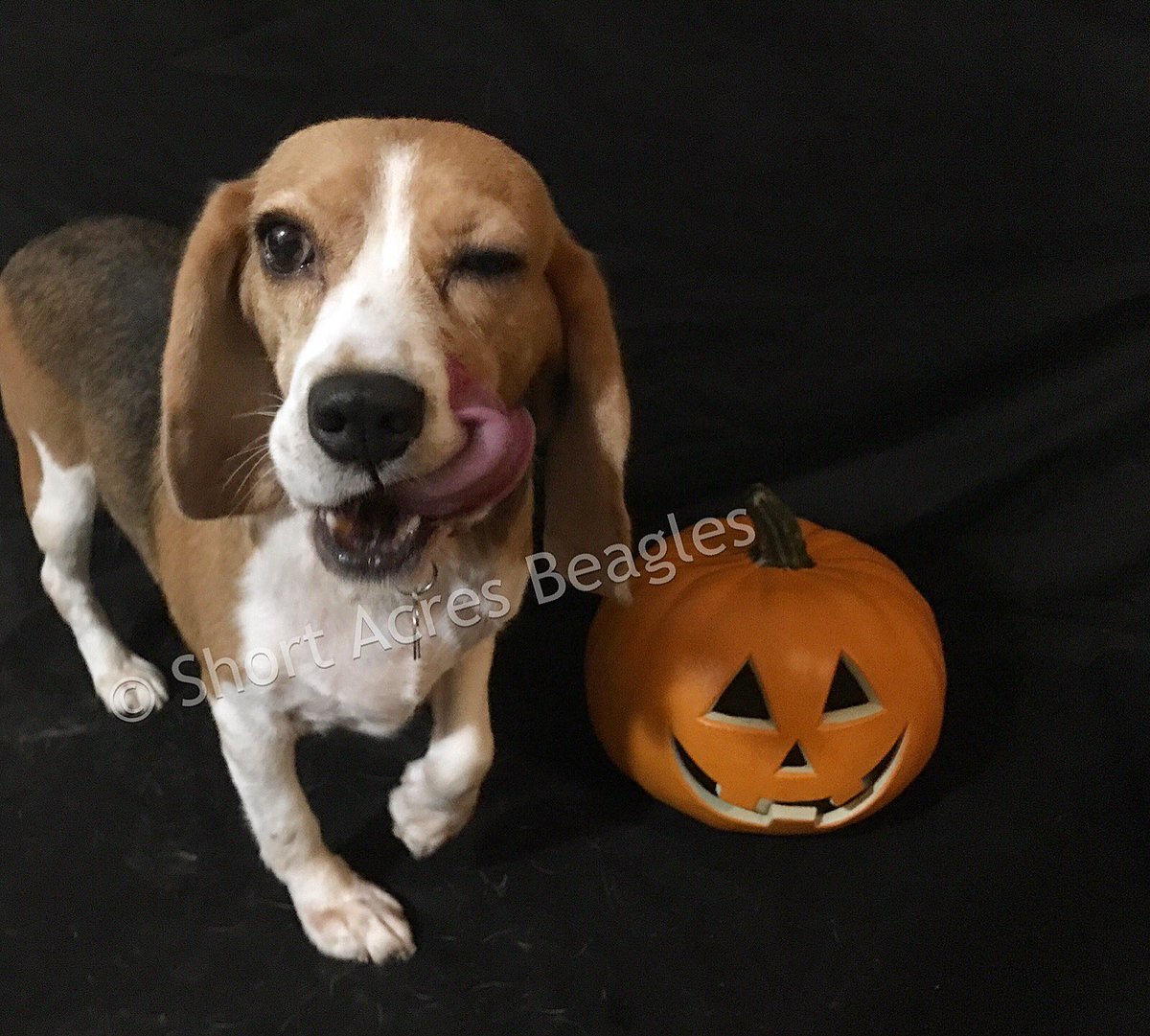 Happy Howl-o-ween from Prim! 🎃 🐶 #beagle #beaglesofinstagram #beaglegirl #halloweenbeagle #happyhalloween #happyhowloween #shortacresbeagles
