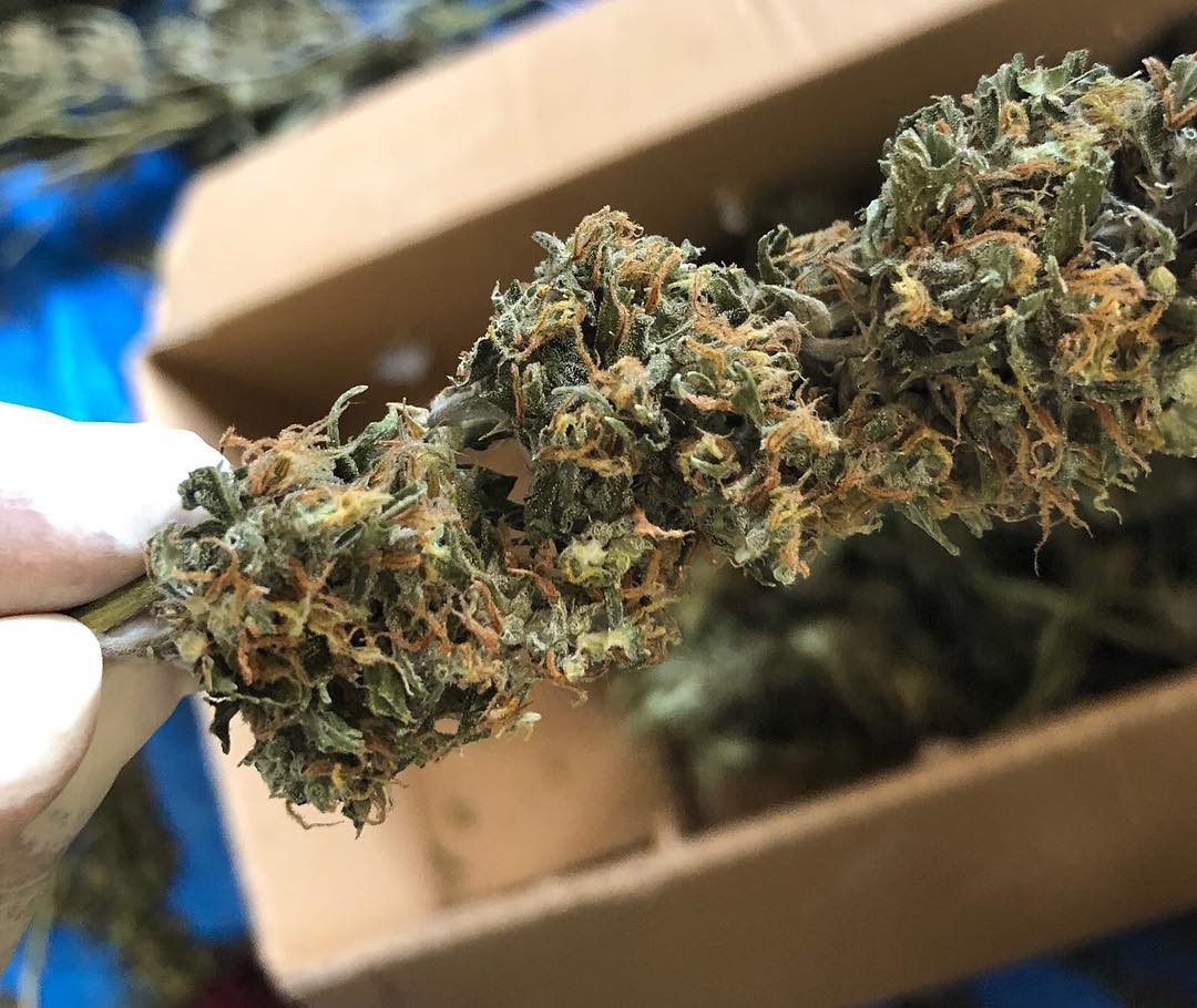 HighHeatExtract's tweet image. A common use for medical cannabis is to help regulate eating patterns. Whether you eat too much, or too little, cannabis can help. This is especially helpful for people suffering from disorders like Bulimia and Anorexia.

#Hemp #stayfaded #marijuana #legalizeit #smoke #smoker