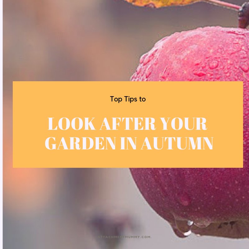 How to Look After Your Garden in Autumn #gardening #autumn #fall

attachmentmummy.com/2013/09/top-ti…