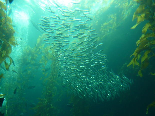 𝓖𝓞𝓞𝓓 𝓜𝓞𝓡𝓝𝓘𝓝𝓖 𝓕𝓡𝓞𝓜 𝓜𝓤𝓢𝓚𝓘𝓔𝓗𝓤𝓑 

Where does Spongebob Squarepants work?

Muskiehub.com