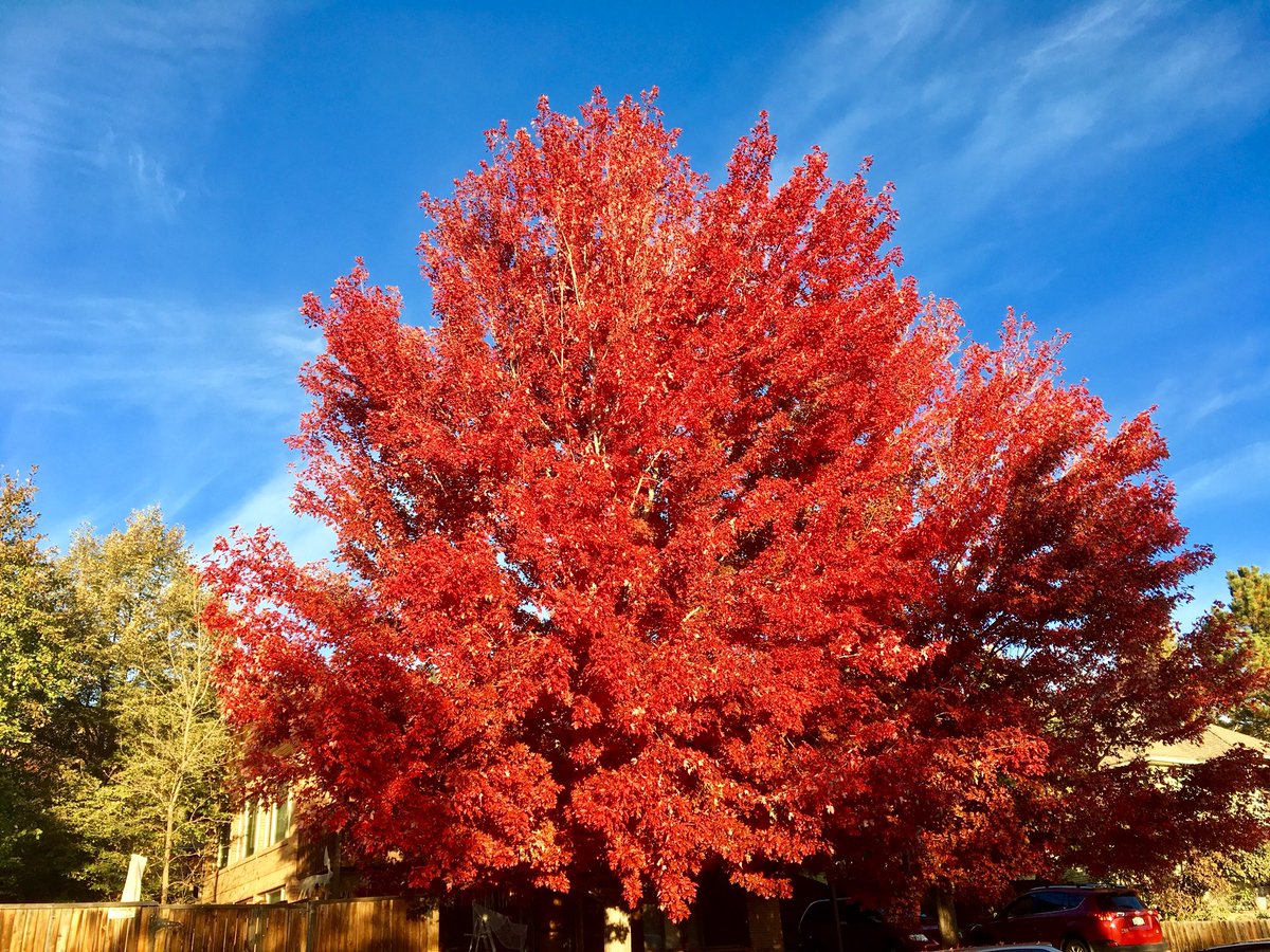 HeartofColorado's tweet photo. Good morning! I would say this tree is in all its #FallGlory ๐๐๐this sunny โ๏ธ morning. https://t.co/0KZVjRpH0B