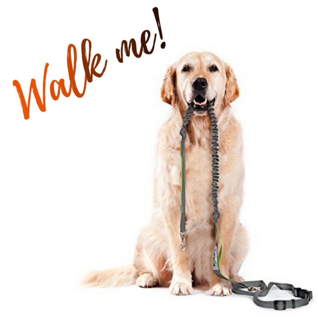 SassyDogCat's tweet image. Going out for dog walking? Do not forget to carry the must-have #Dog #Walker #Bag with you! 
It comes in handy for the dog park, dog training, dog walking or anywhere you need to be mindful of responsible doodoo cleanup. Check out BEST SELLER accessory! ow.ly/7YjQ30lQxs6