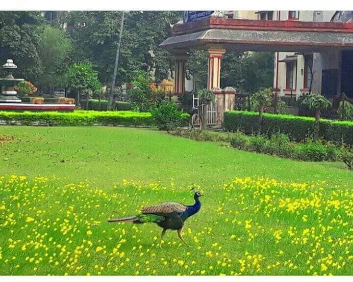 BhuUpdate's tweet photo. #BHU #Natural_beauty https://t.co/PvCK61cWyt