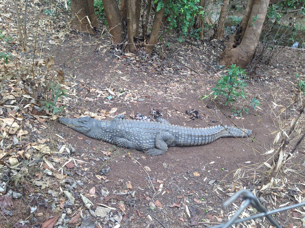 andypne3's tweet image. First day in Malawi teaching rangers &amp;amp; locals techniques to combat ivory trade.  This fella is guarding the car park. #neversmileatacrocodile #elephantprotection